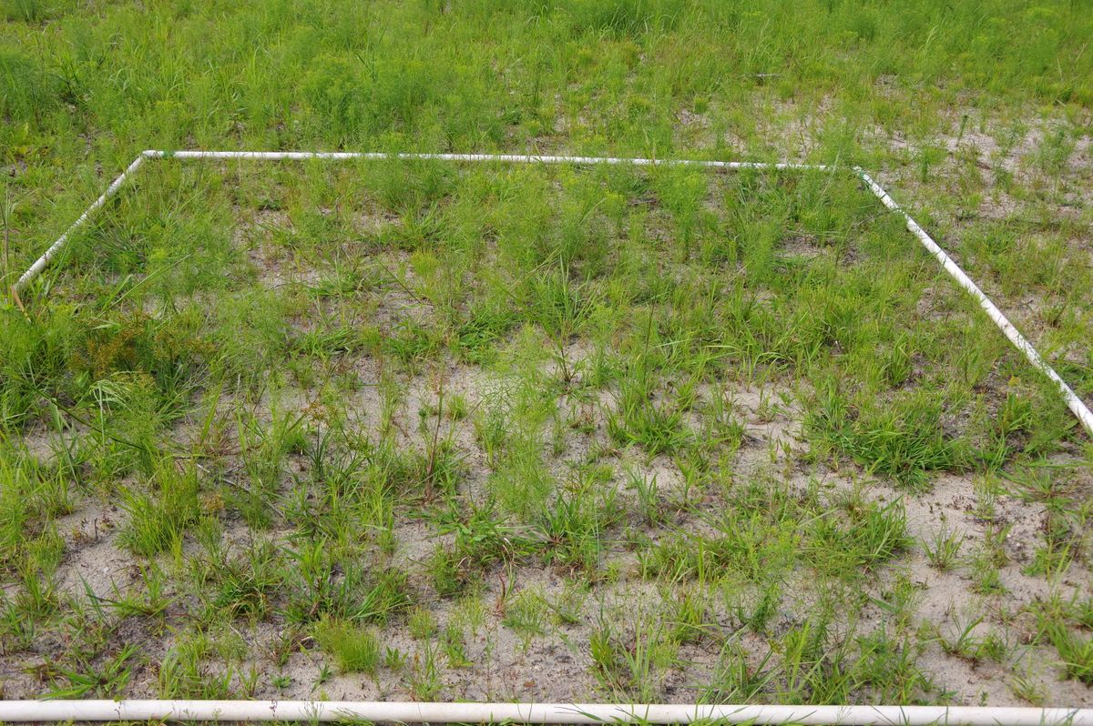 Plot 1237