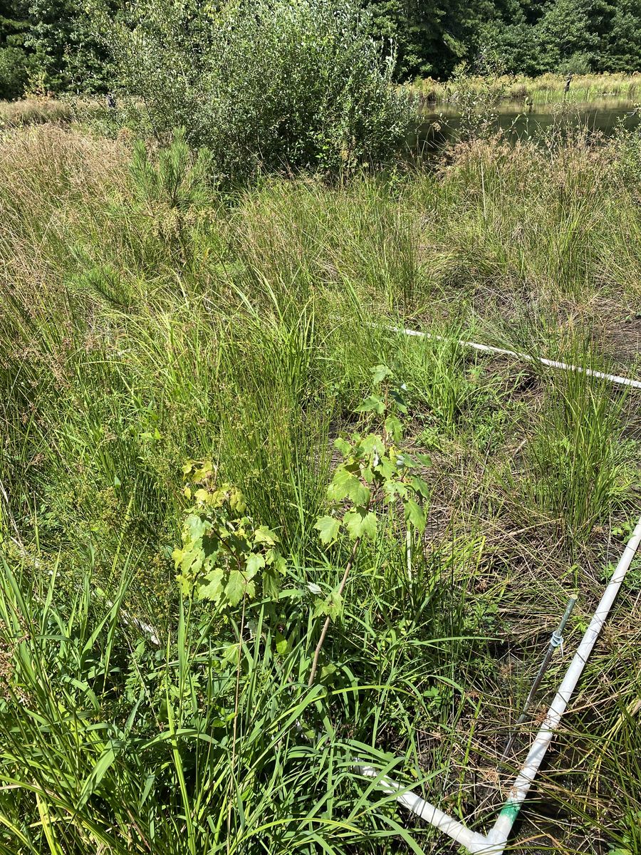 Plot 425