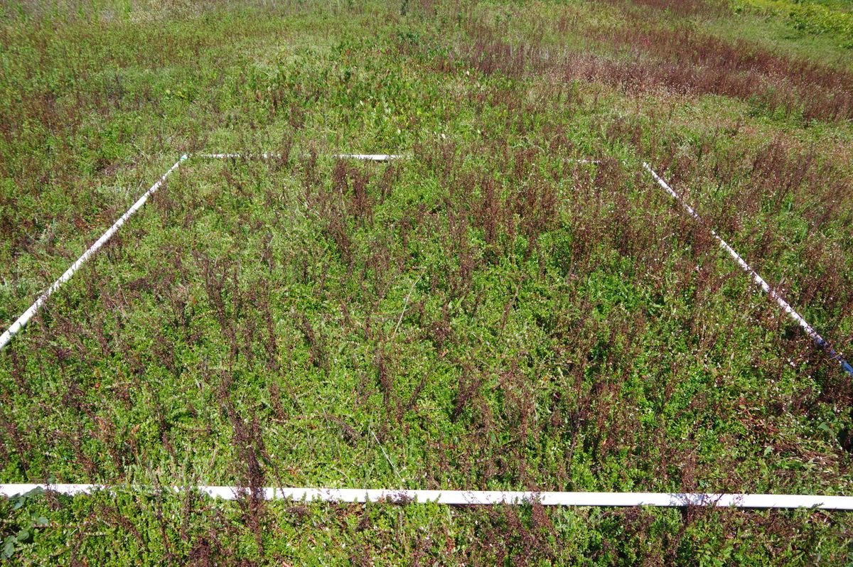Plot 1808