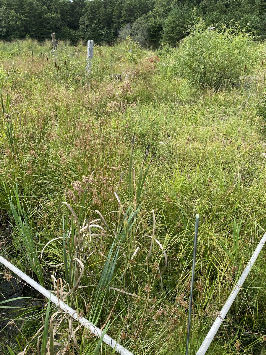 Plot 435