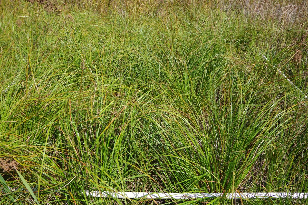 Plot 540