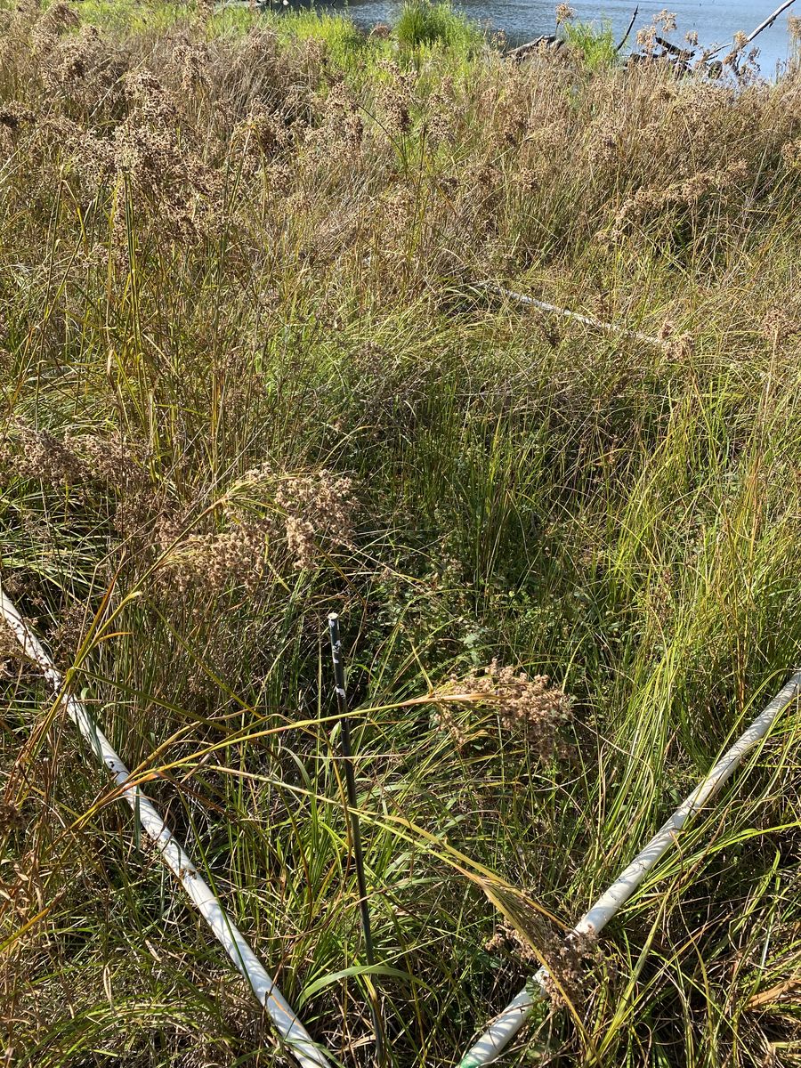 Plot 534