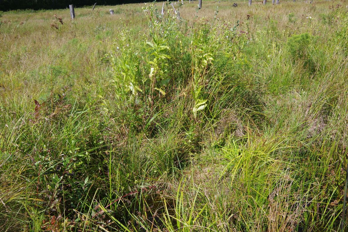 Reservoir Coonamessett 339 2021