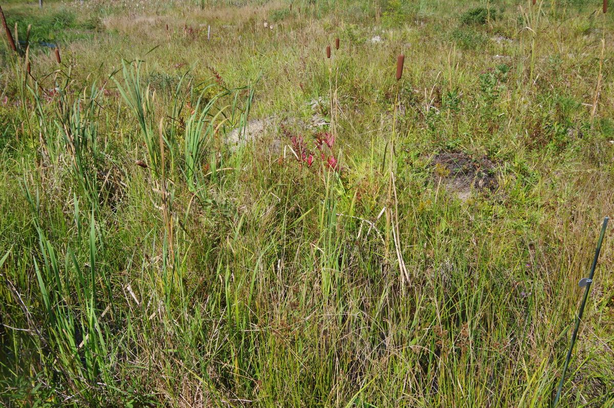 Reservoir Coonamessett 338 2021