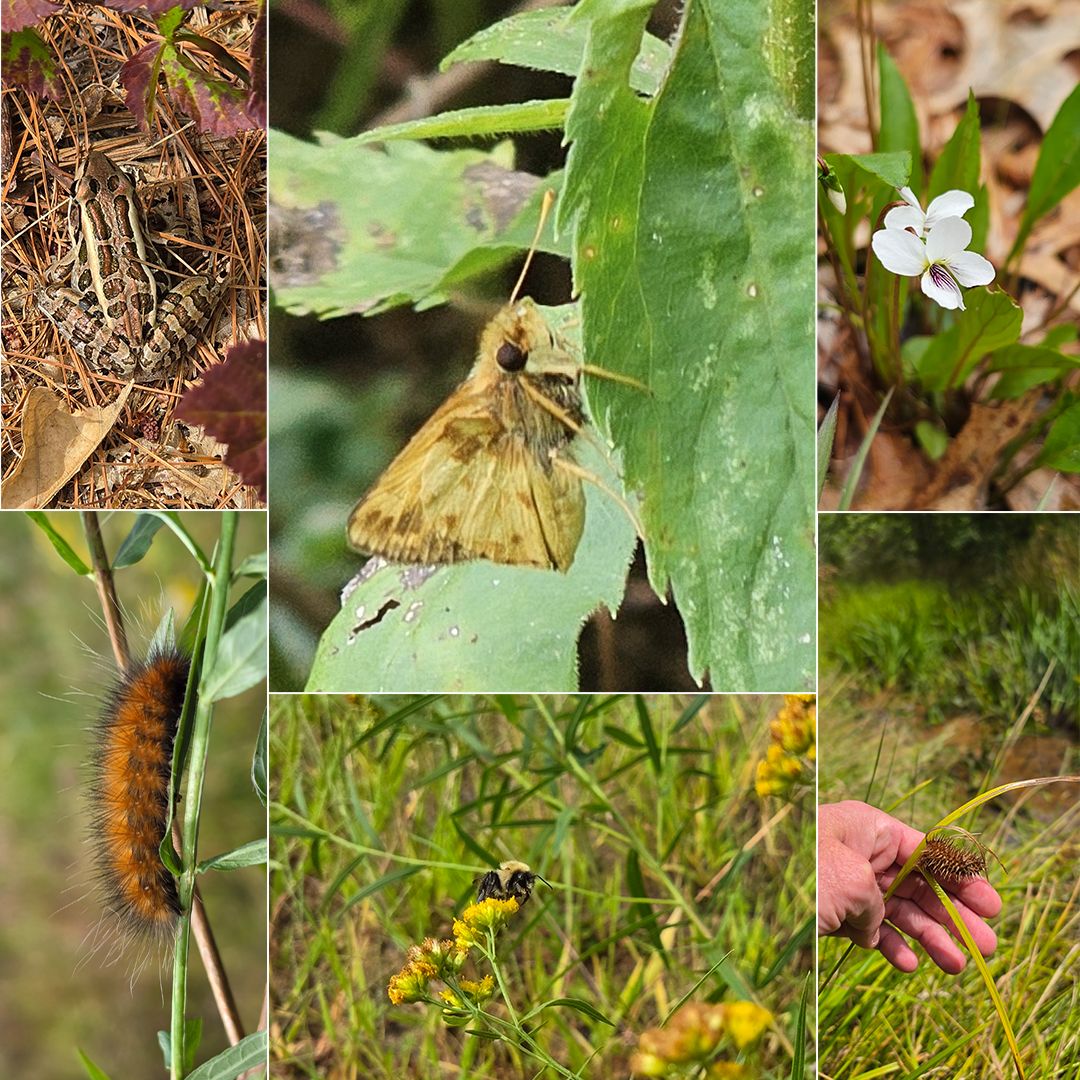 A small assemblage of species observations from the Sampson's Brook area, uploaded to iNaturalist between 2024 and 2026. 