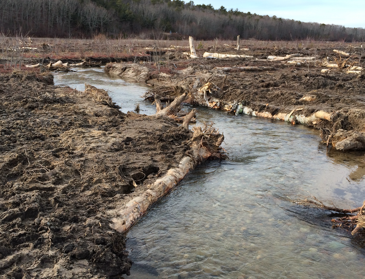 A sinuous stream channel replaces the agriculturally simplified Beaver Dam Brook channel