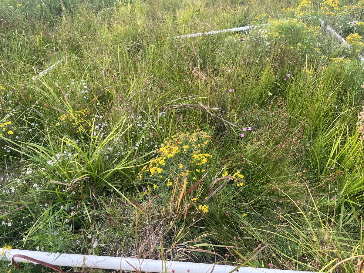 Plot 1137 IMG 6563