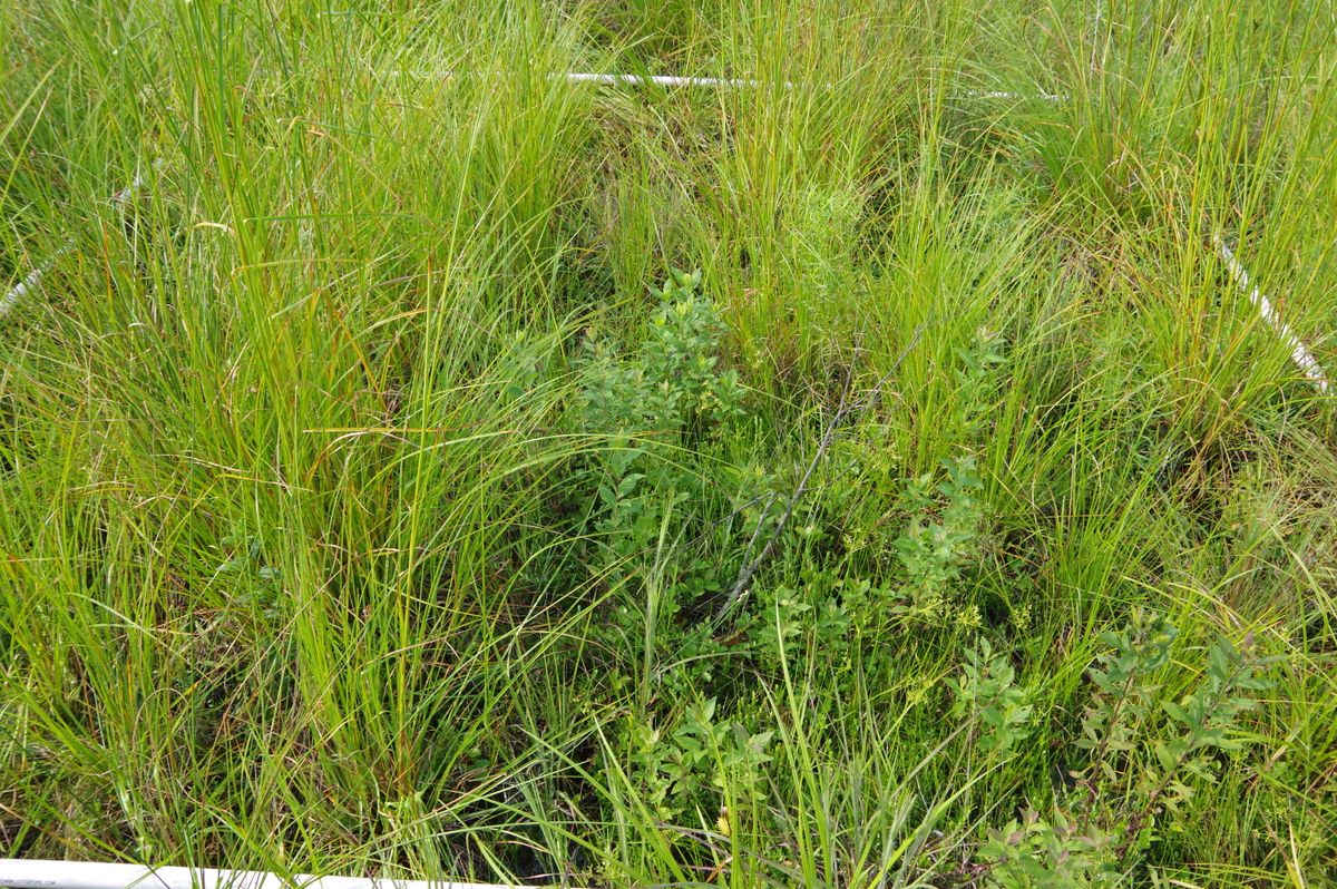 Plot 1220