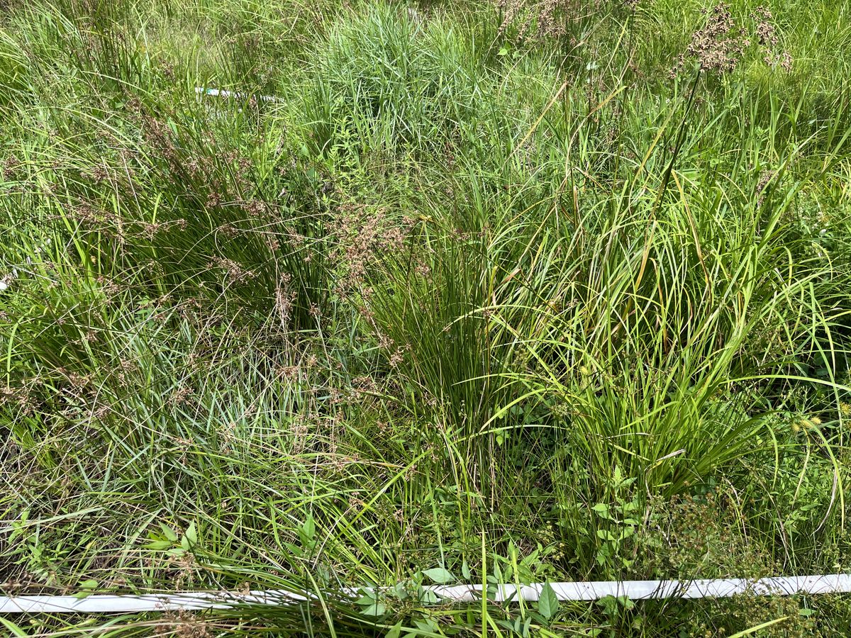 Plot 423