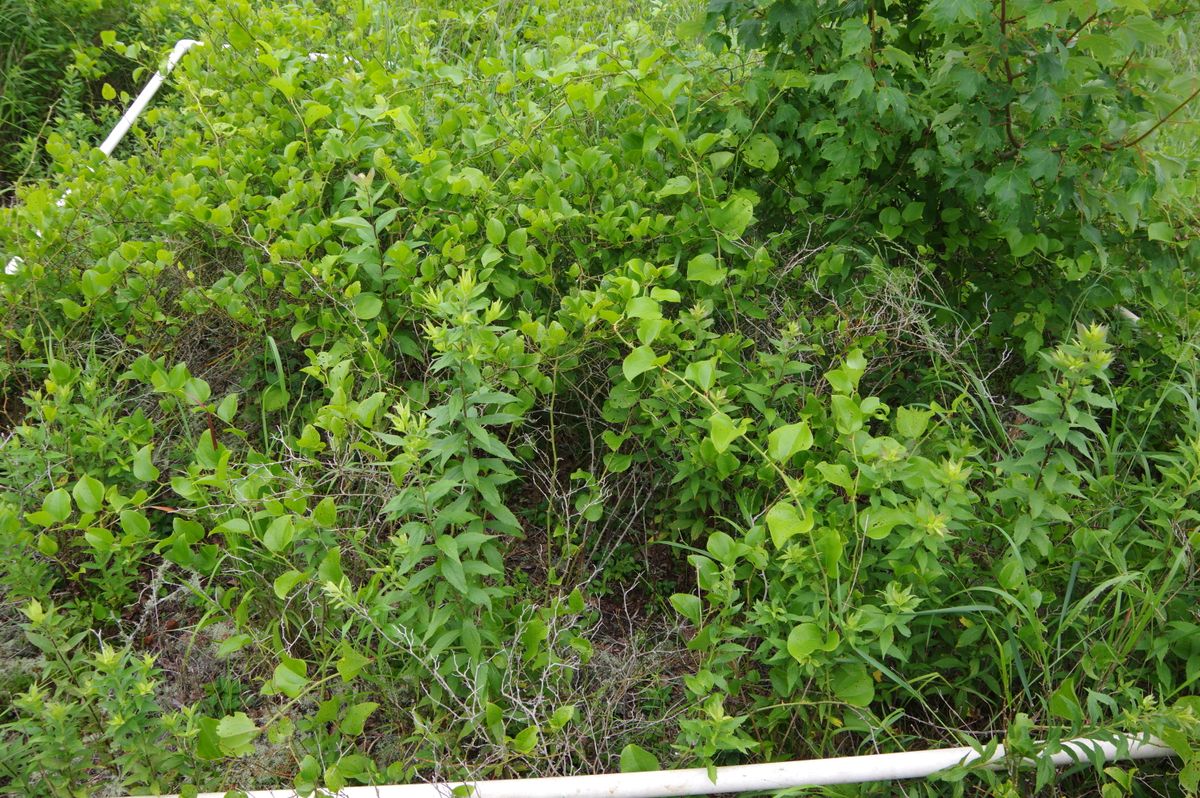 Plot 1210