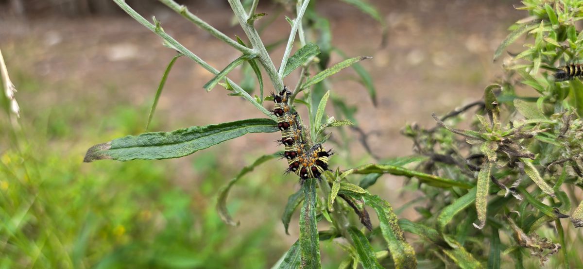 Larvae of the American Lady butterfly (Vanessa virginiensis) found feeding on the hostplant sweet everlasting (Pseudognaphalium obtusifolium) in the meadow-seeded area along the loop trail where the perimeter ditches were filled. Pre-restoration this area was nearly 100% regenerating eastern white pine with zero understory and low species diversity. https://www.inaturalist.org/observations/399329842