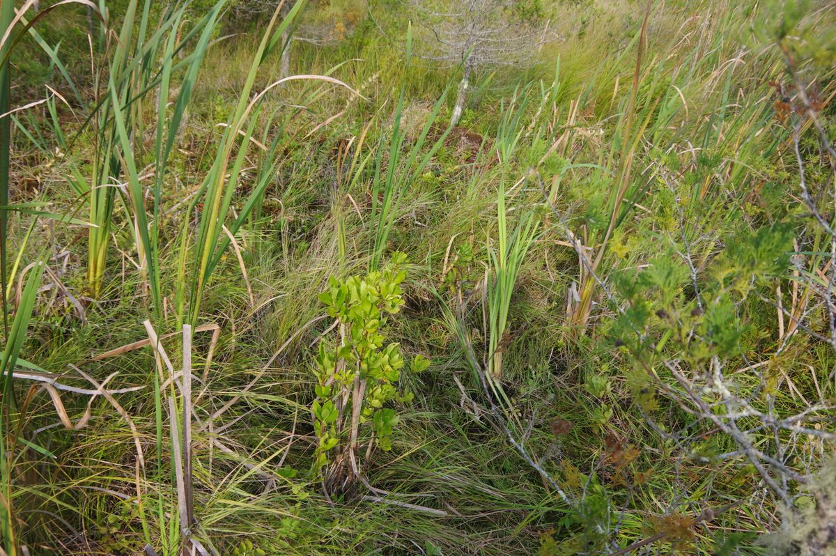 Eel River 607 2021