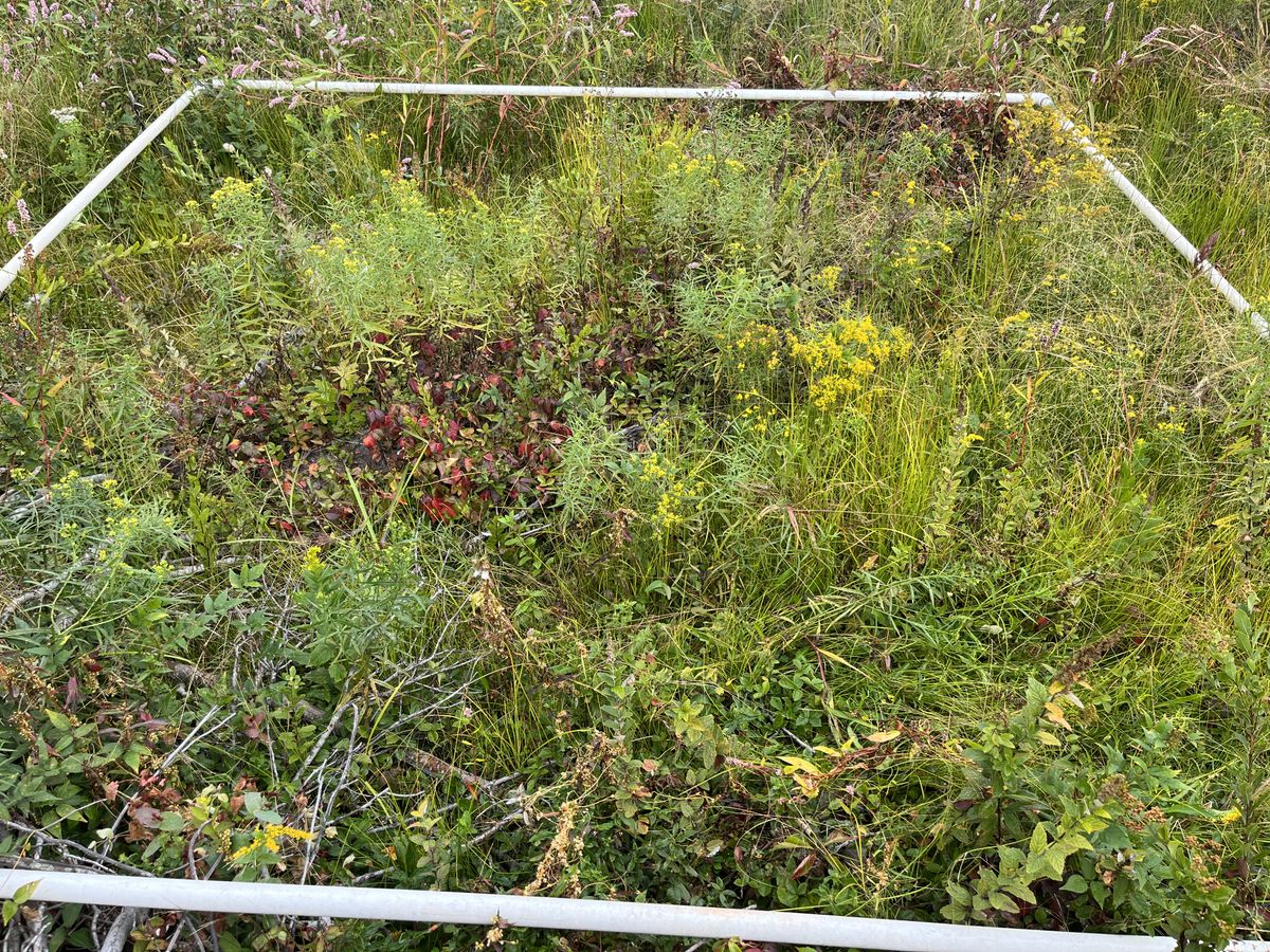 Plot 918 IMG 6532