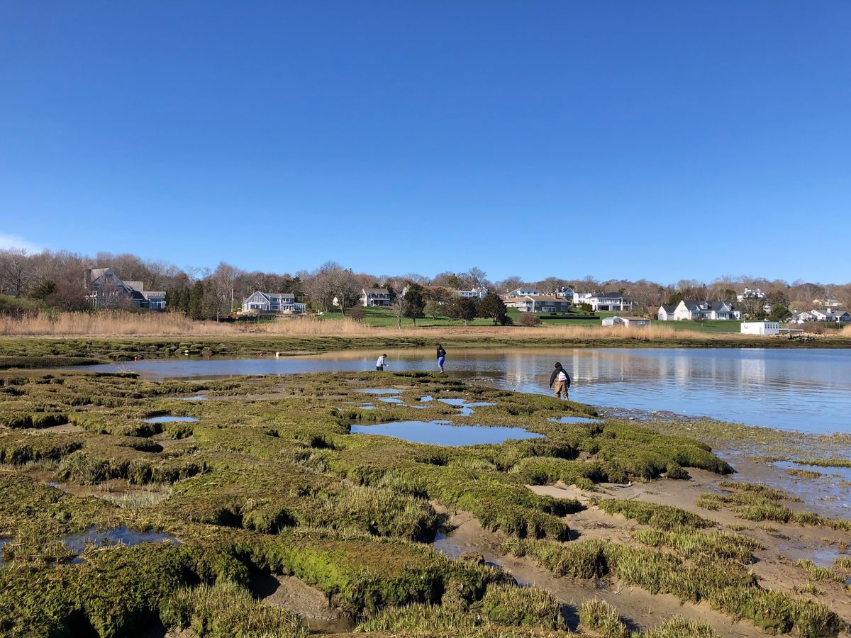 Plymouth H.S. students exploring the salt marsh at the outlet of Eel river. 