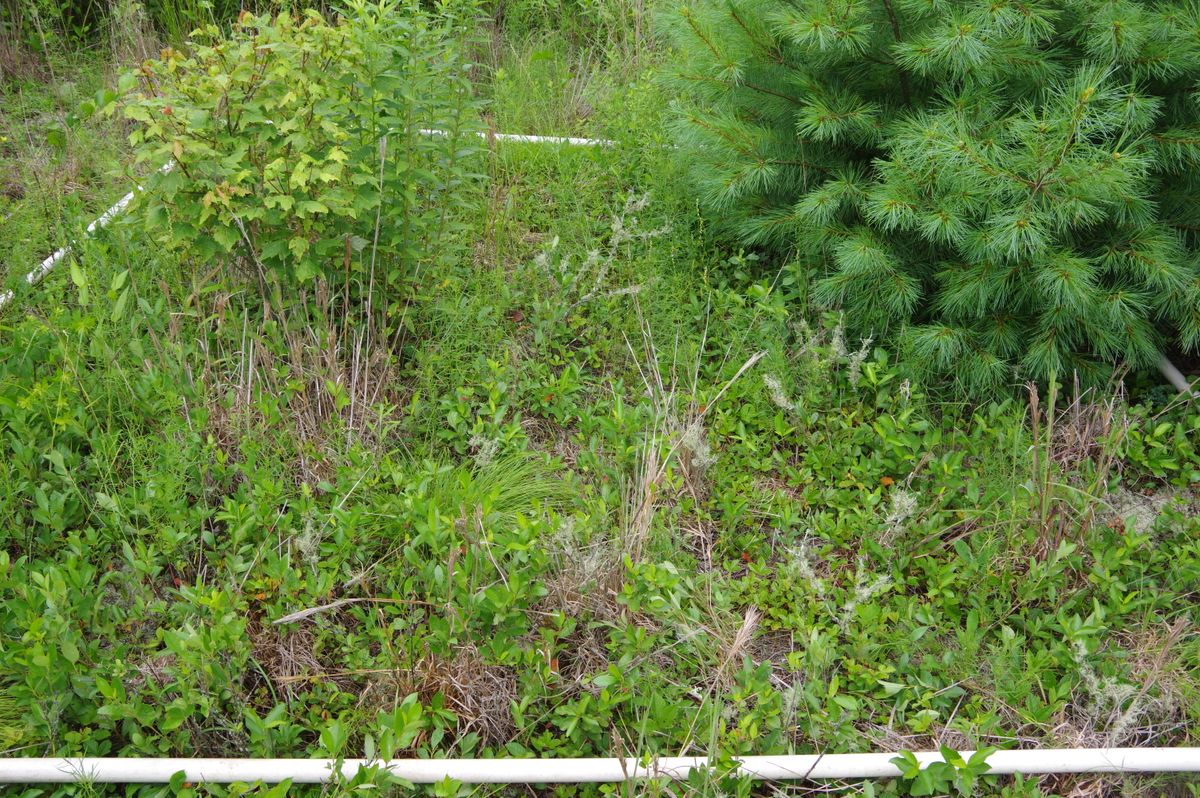 Plot 1213