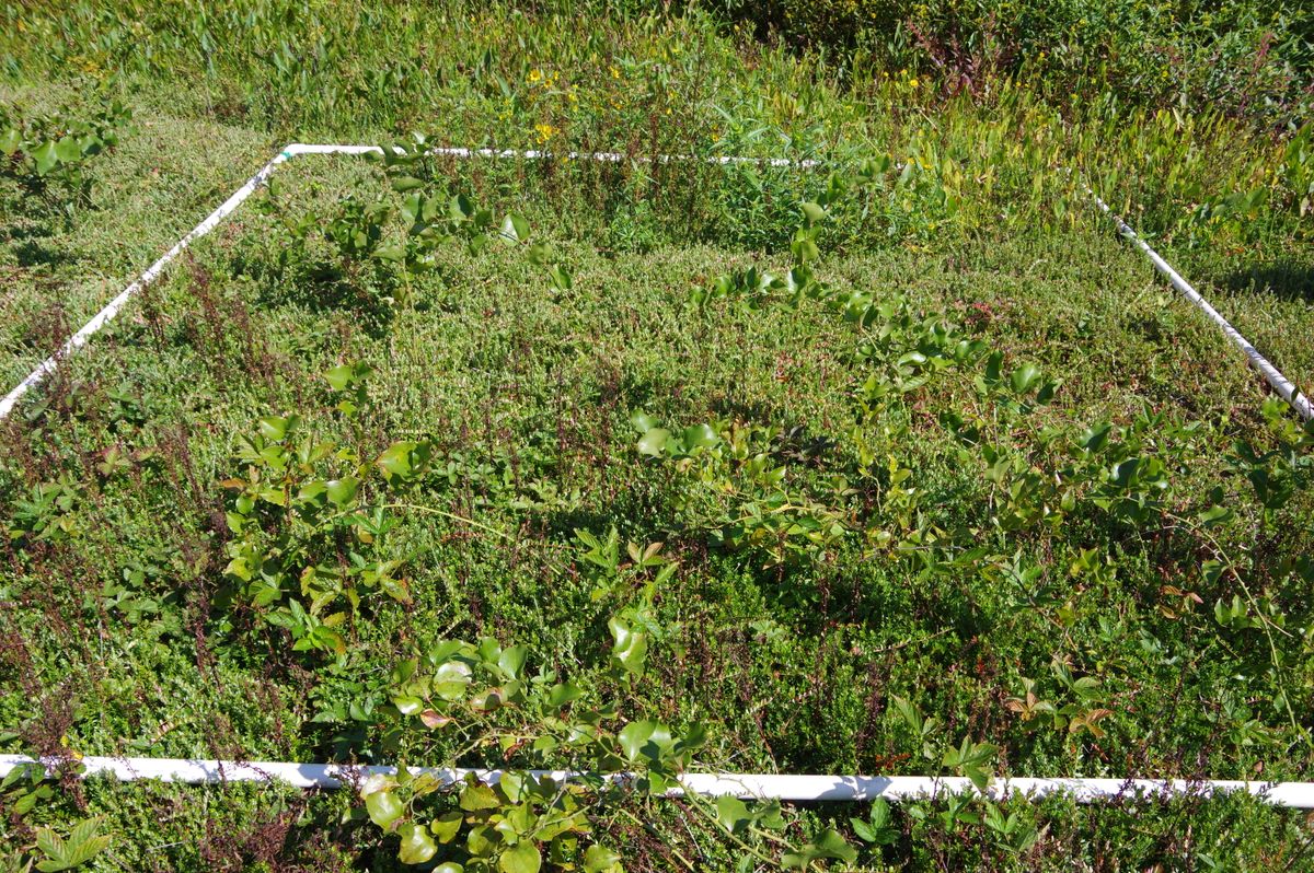 Plot 1806