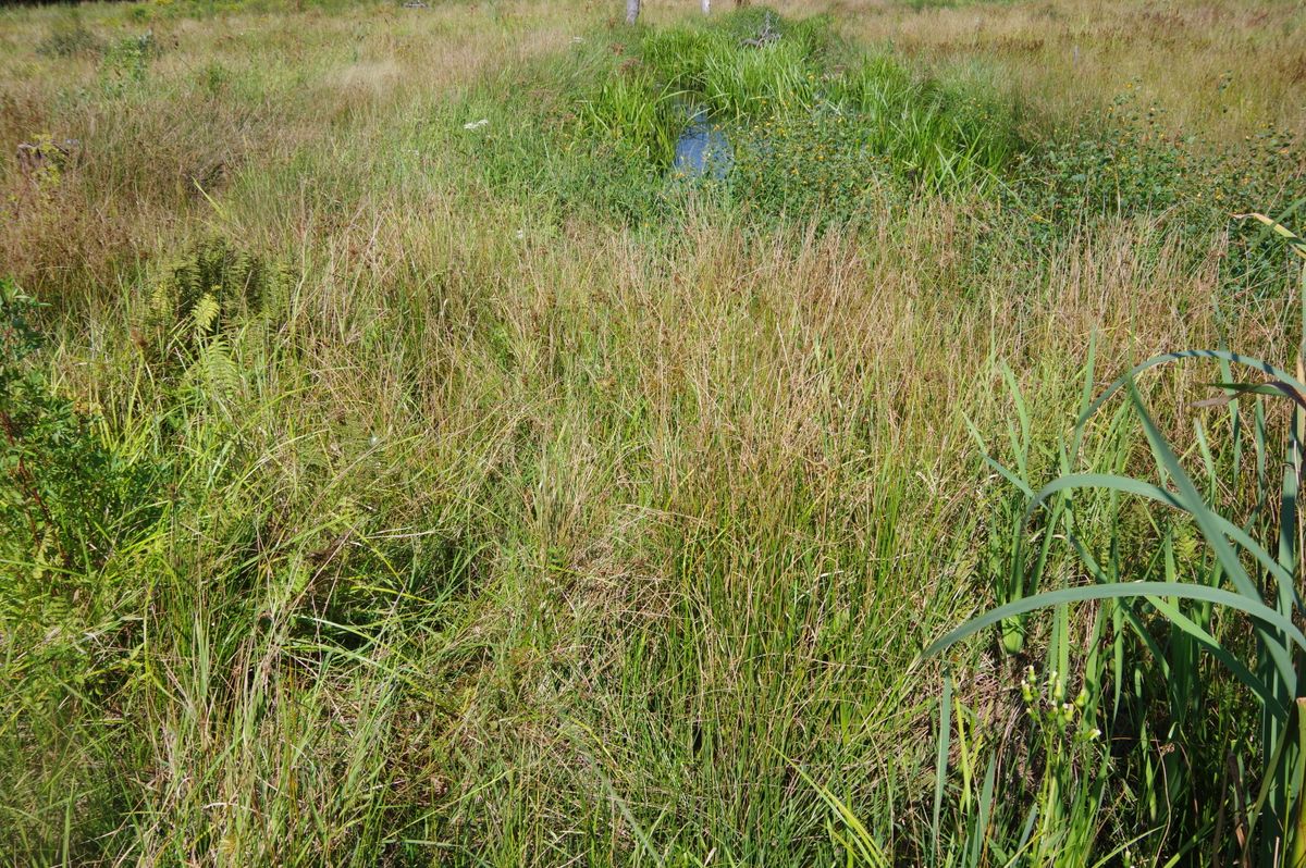 Reservoir Coonamessett 335 2021