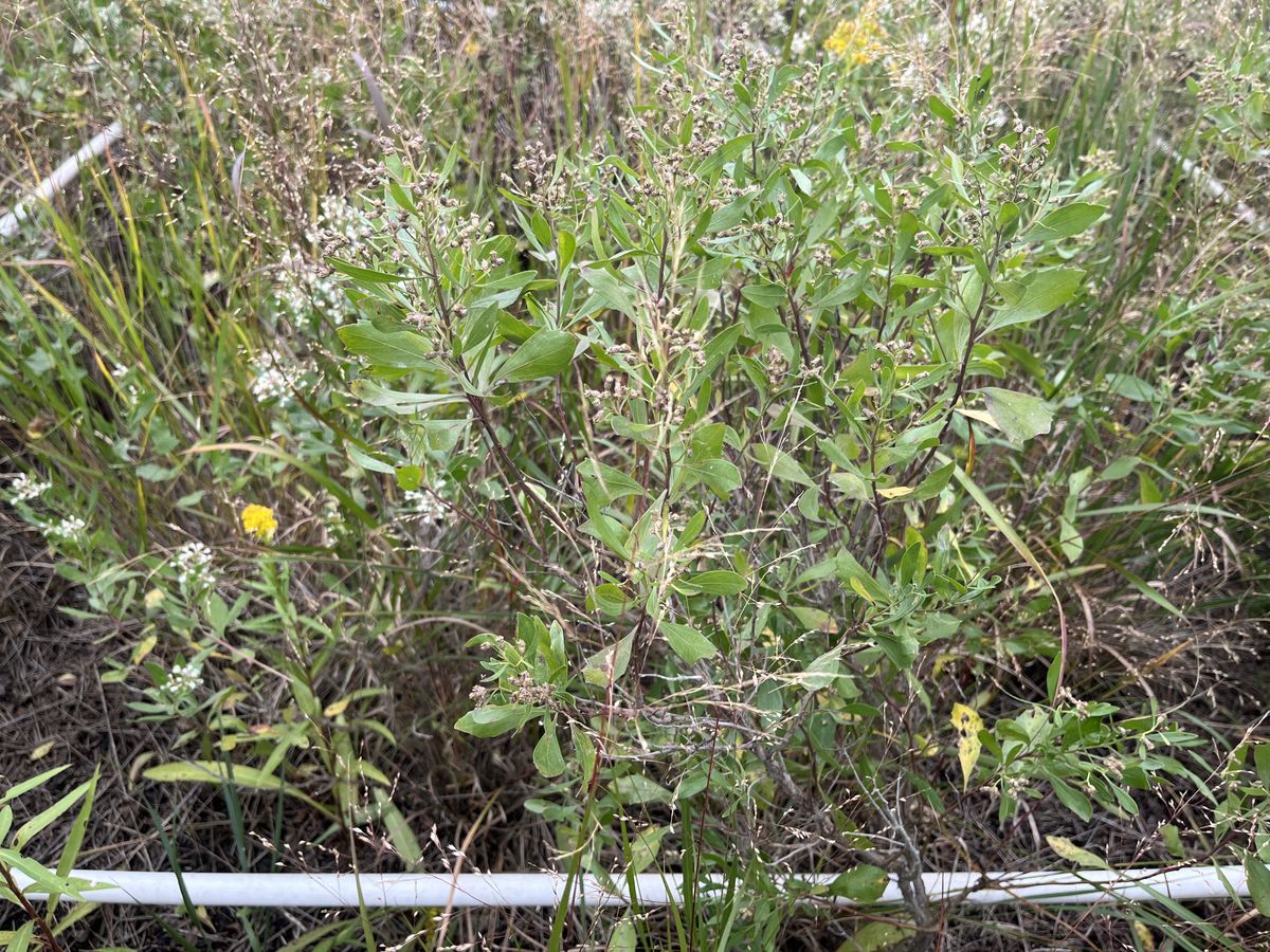 Plot 904 IMG 6639
