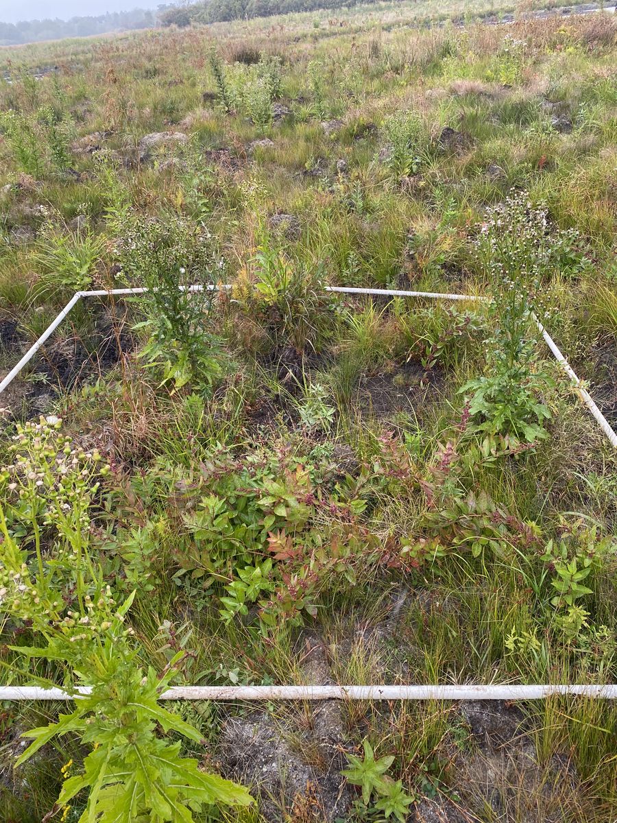 Plot 1123 photo