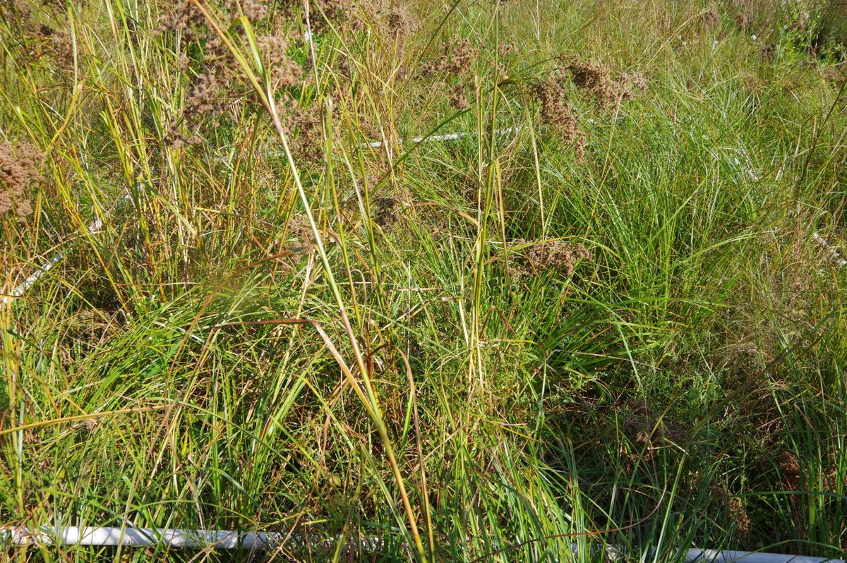Plot 536