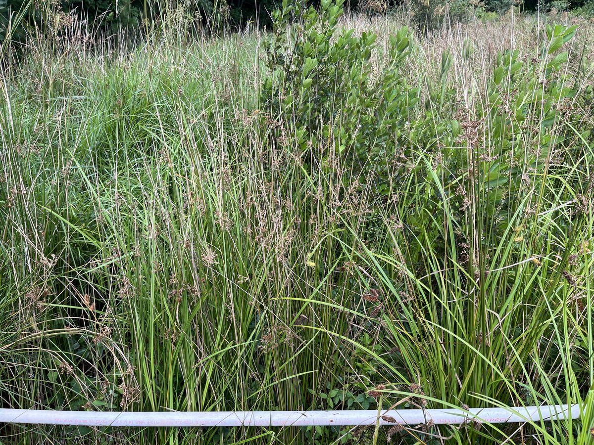 Plot 439