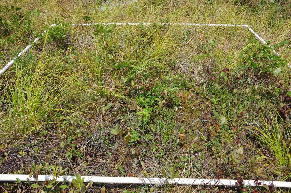 Plot 520