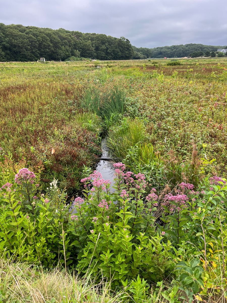 Joe pye weed (Eupatorium purpureum)