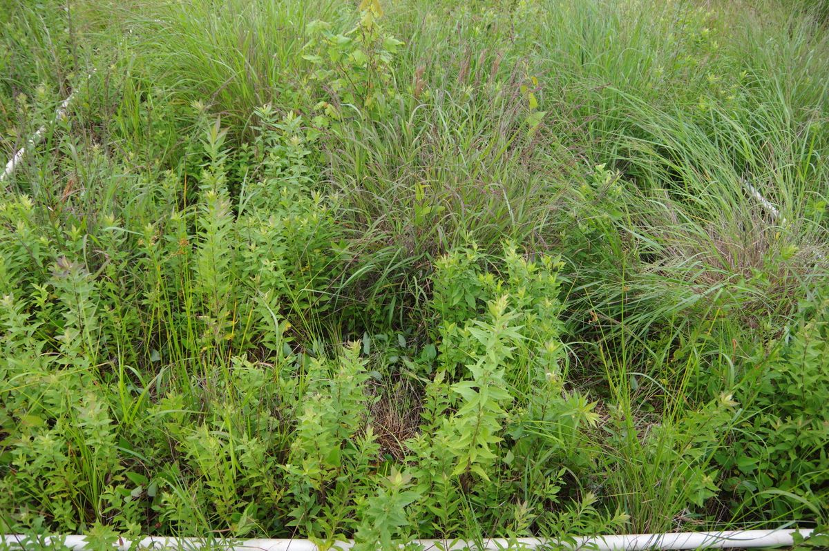 Plot 1207