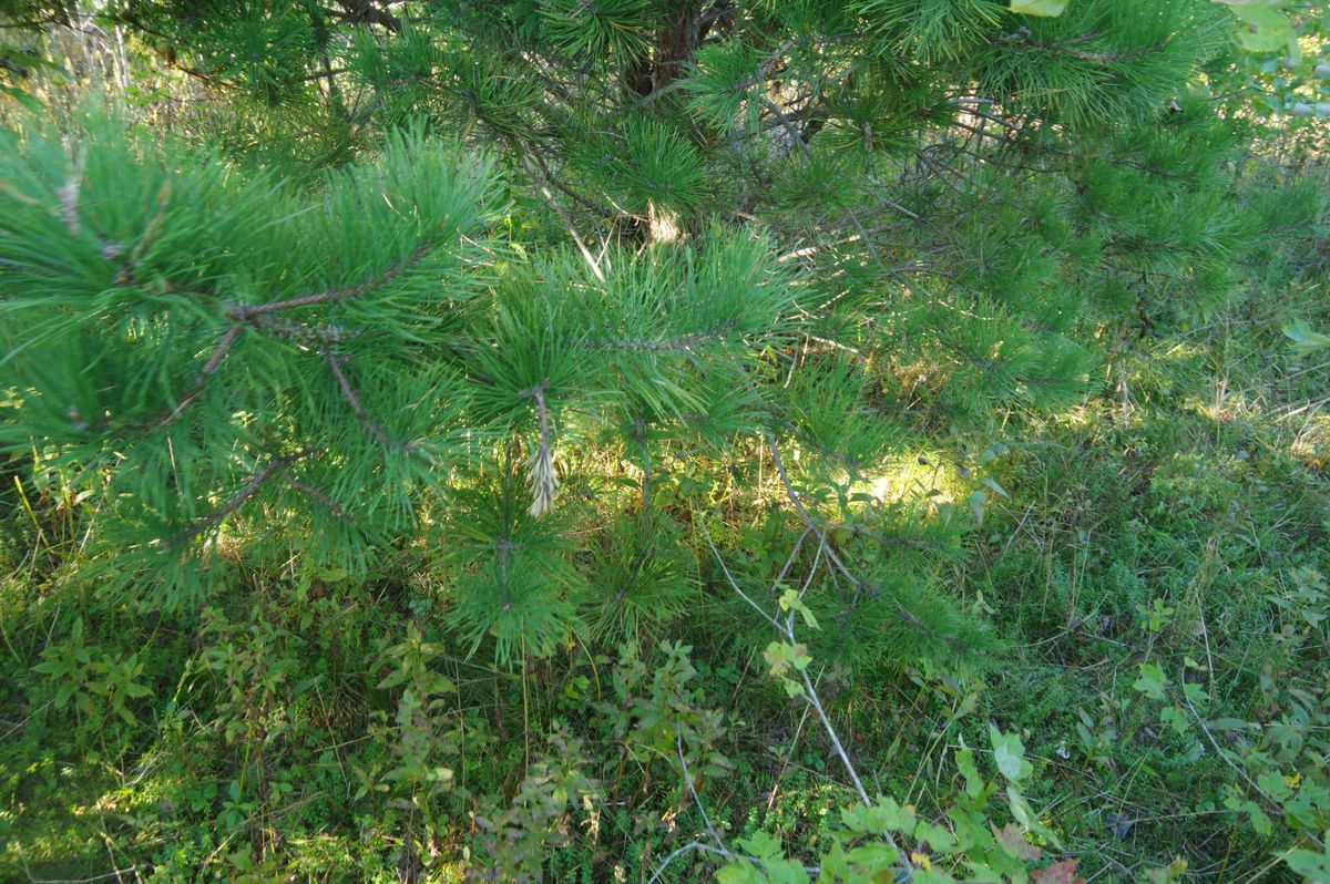 Cold Brook 928 2021