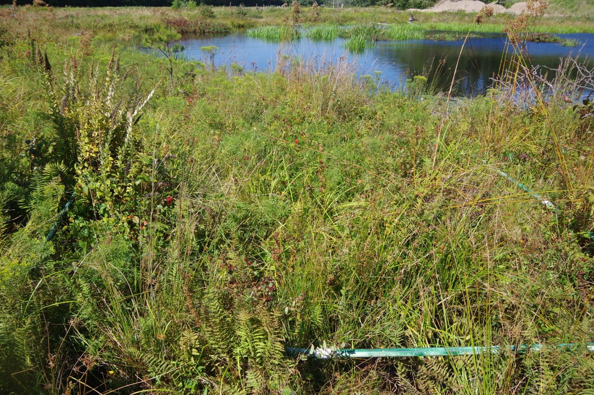 Reservoir Coonamessett 327 2021