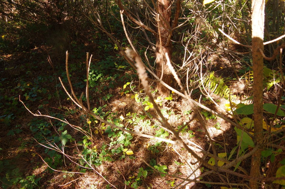 Cold Brook 926 2021