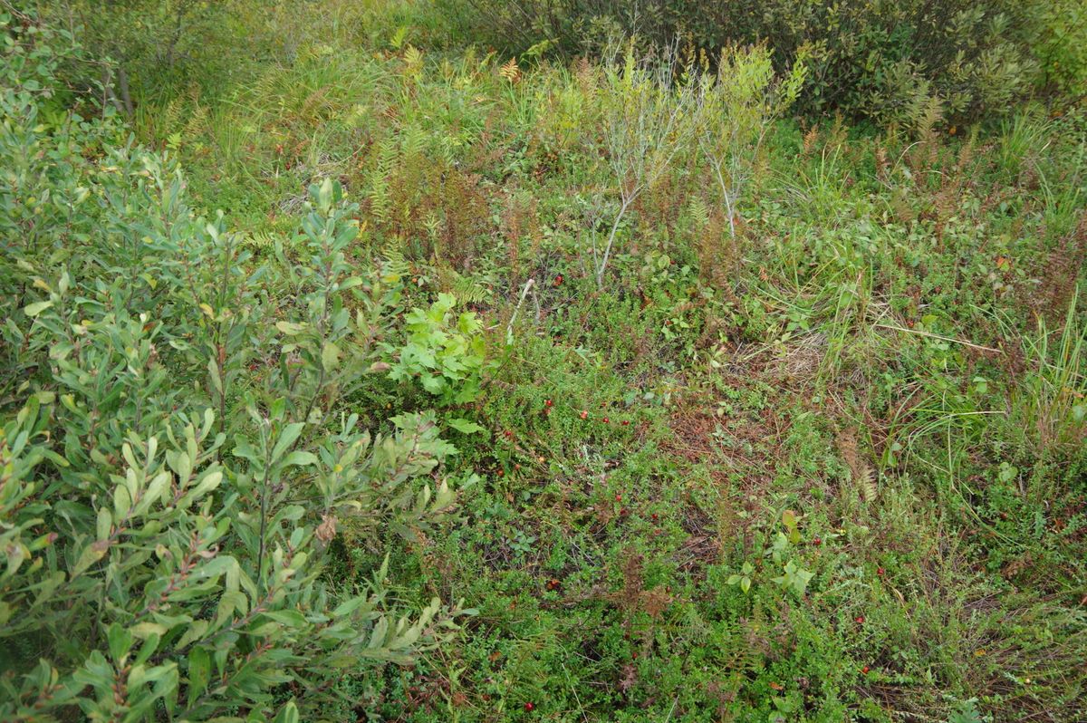 Upper Coonamessett 808 2021