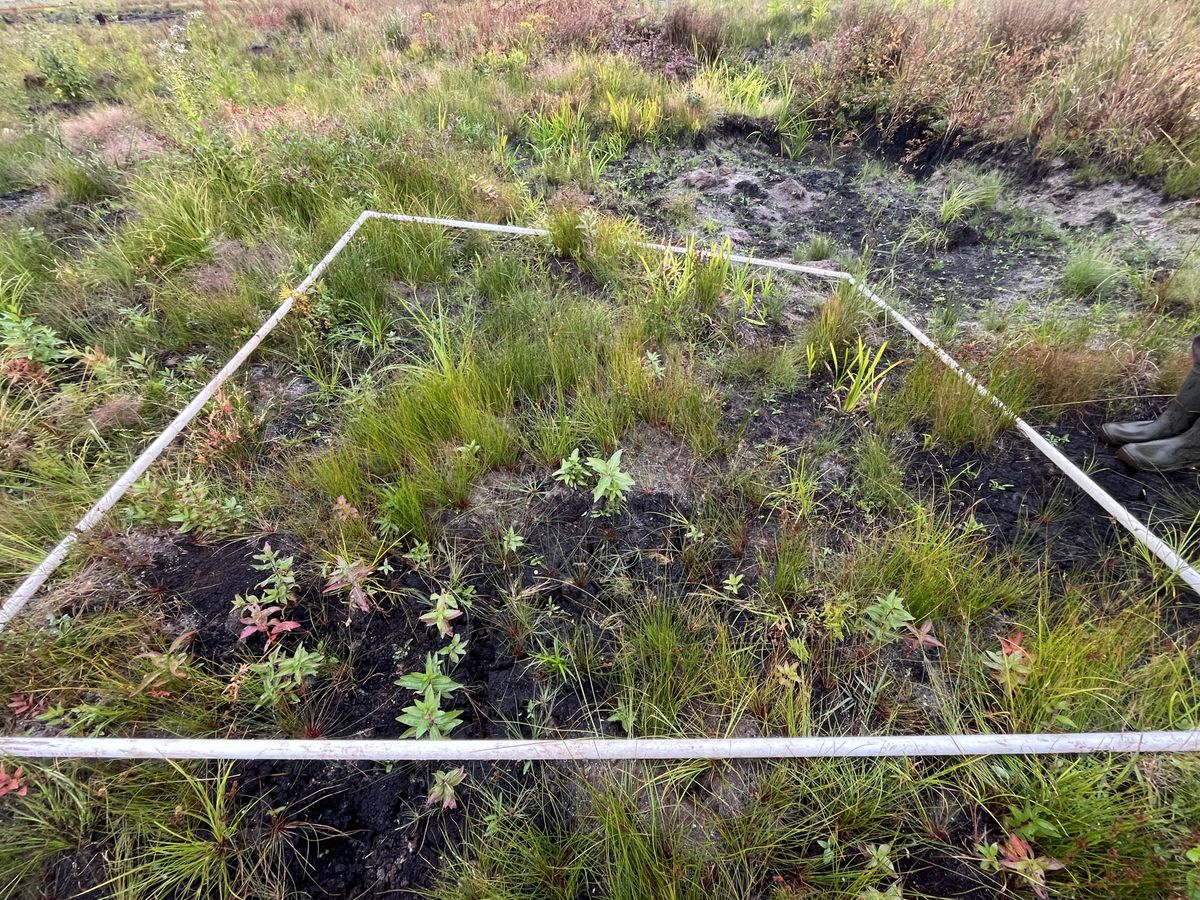 Plot 1124 photo