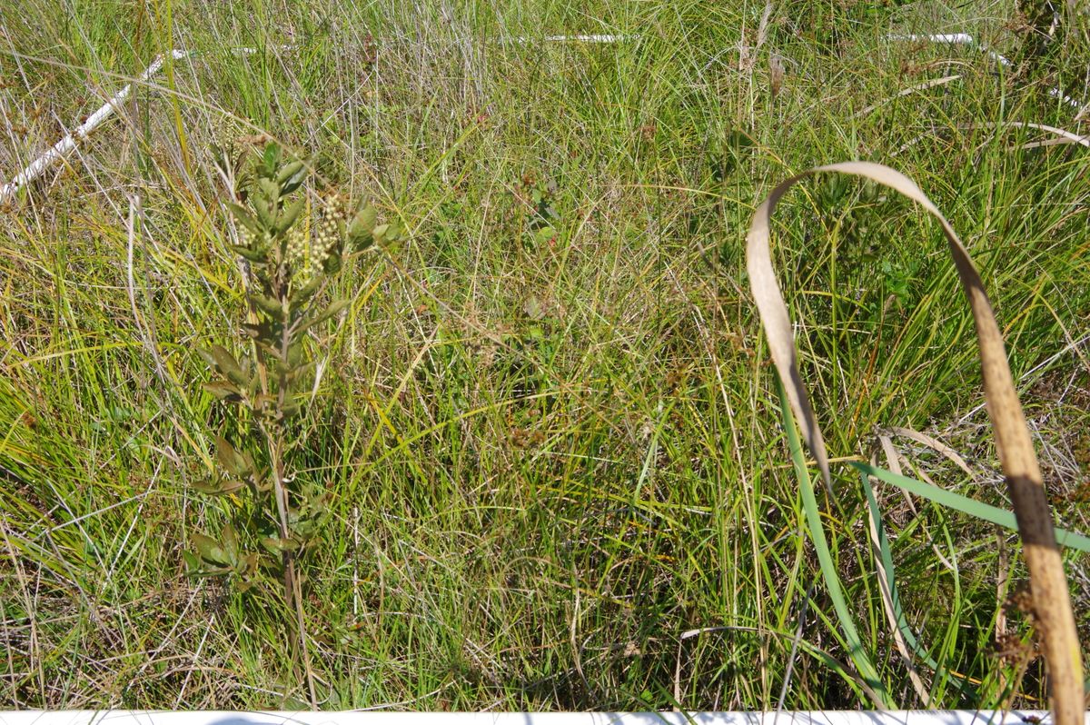 Plot 550