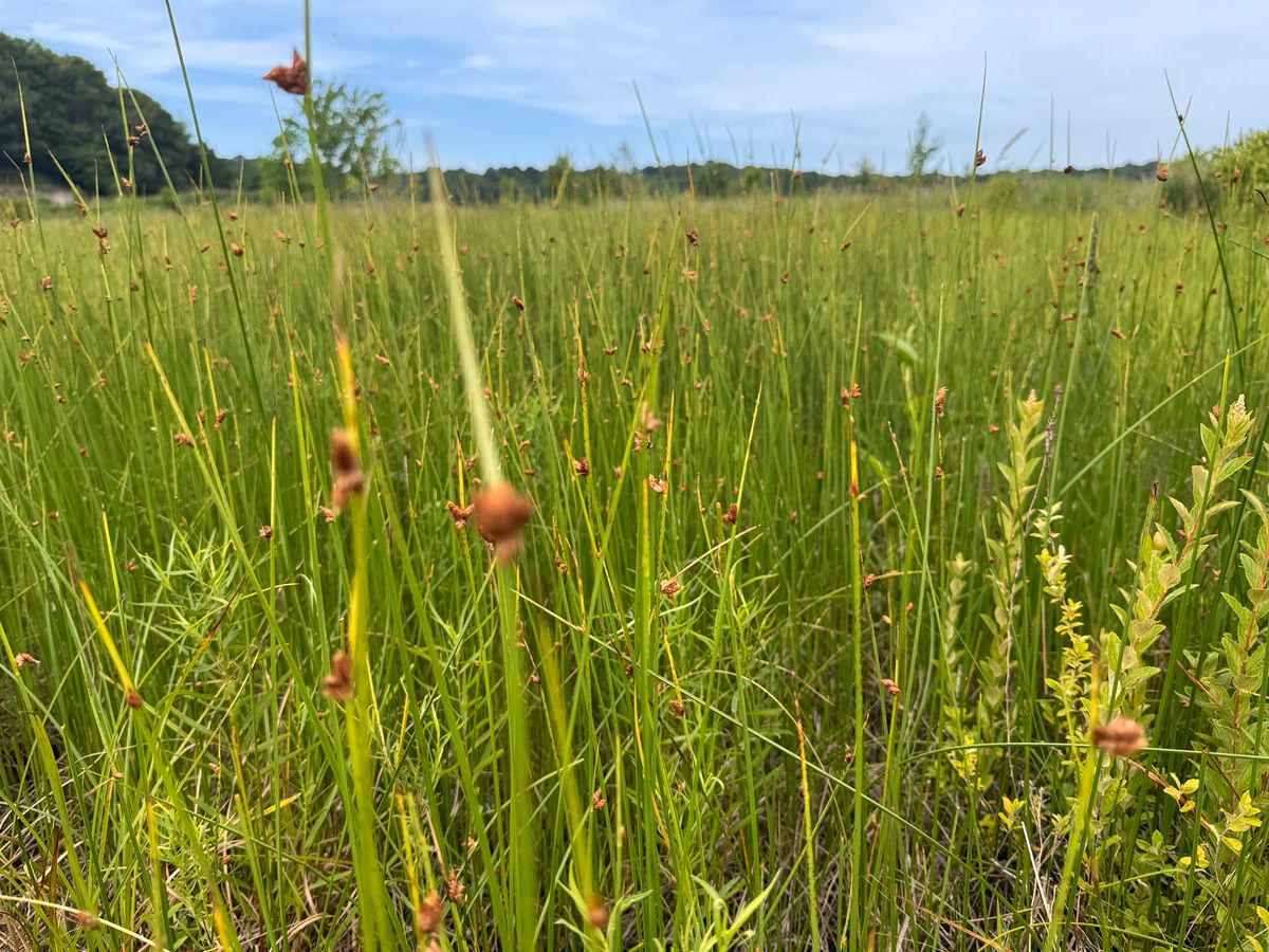 A community of three-square bullrush occupies a large portion of cell 3 at Tidmarsh. 