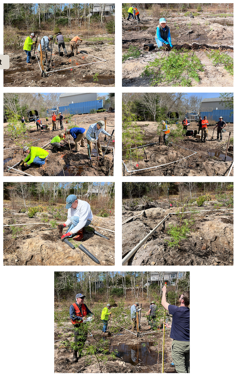 Volunteers plant AWC for an exploration of survivorship at Upper Coonamessett

