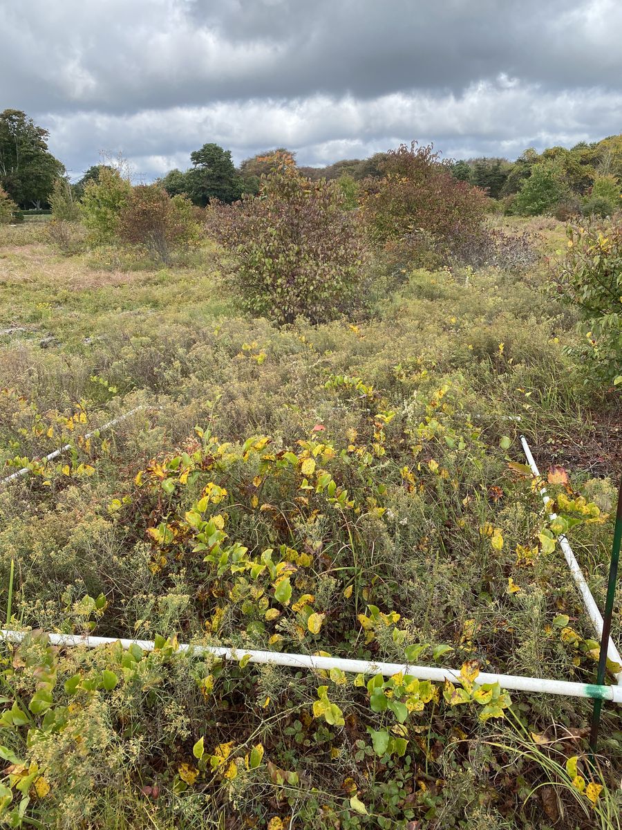 Plot 934