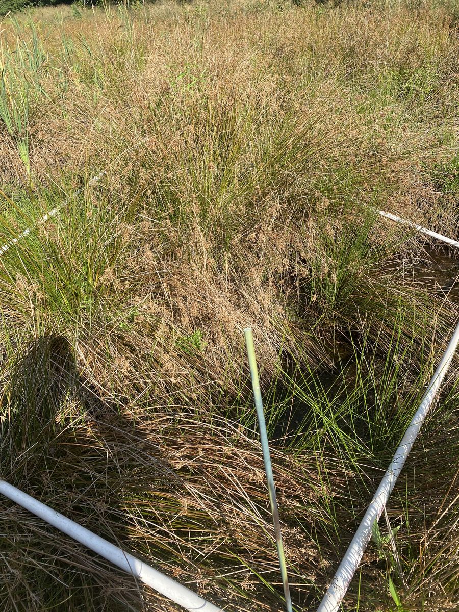 Plot 529