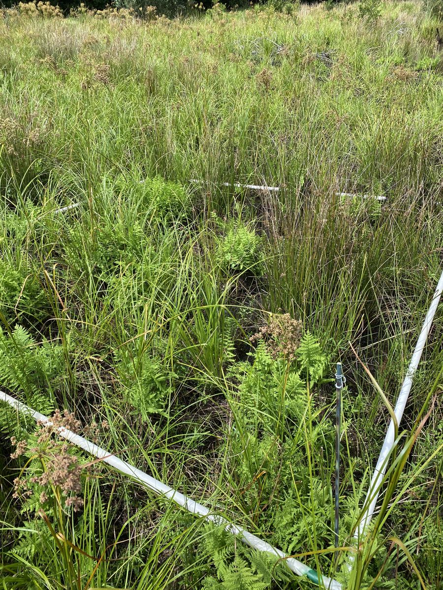 Plot 436