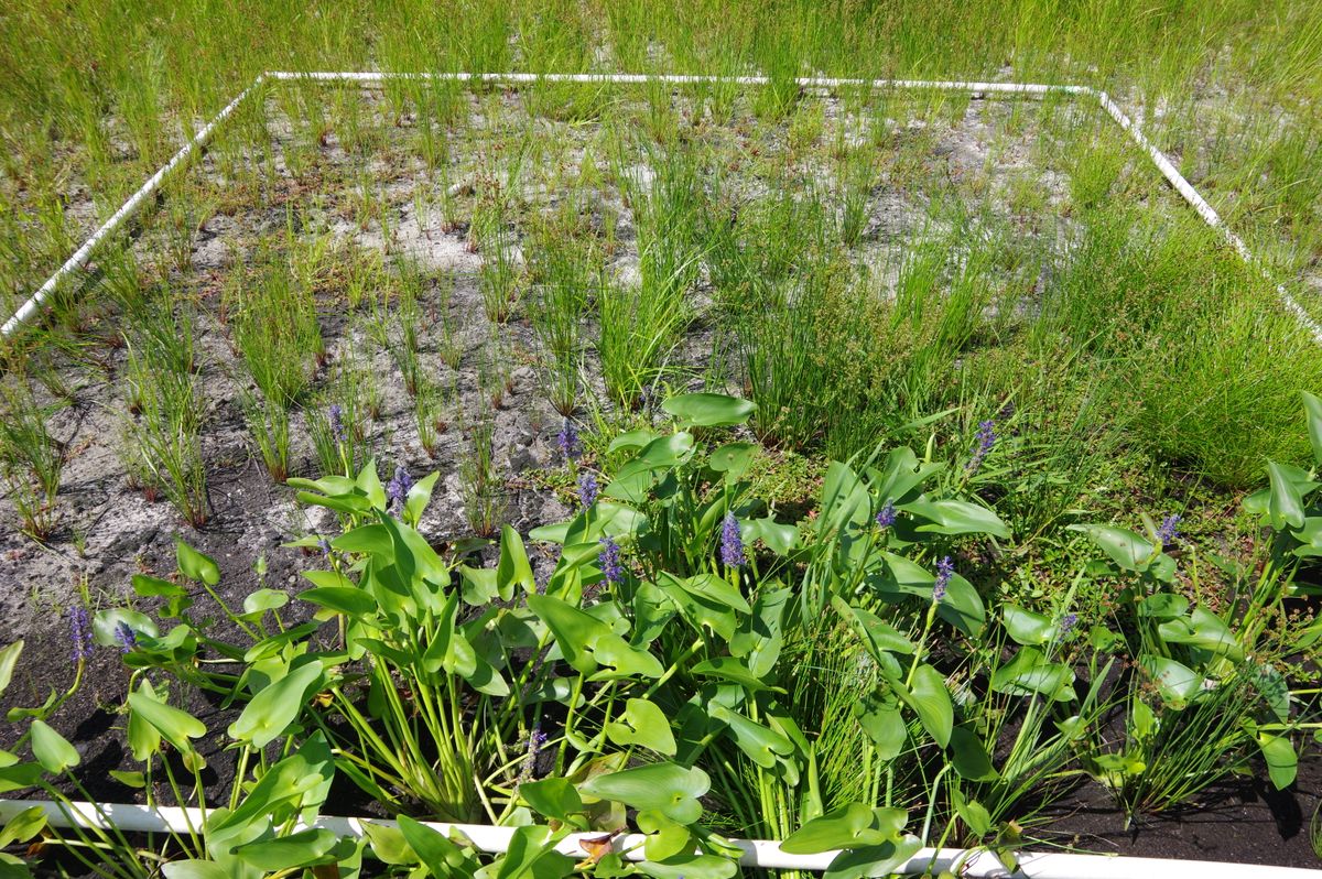 Plot 1220