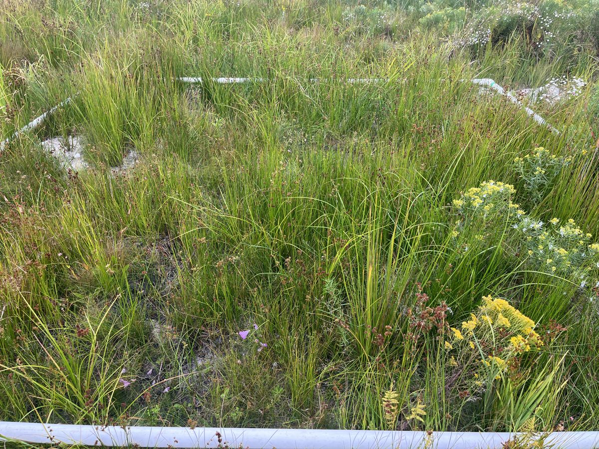 Plot 1138 IMG 6564