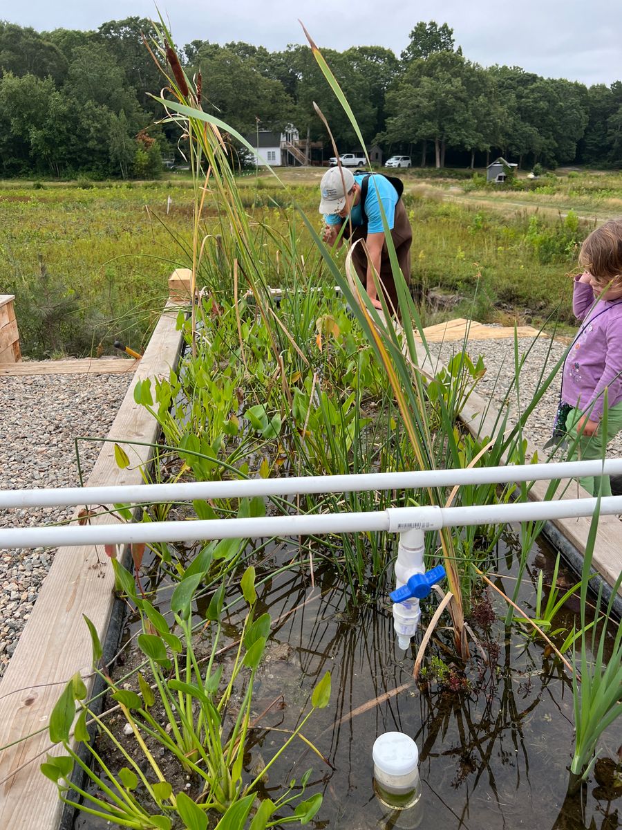 Mesocosm - shallow marsh