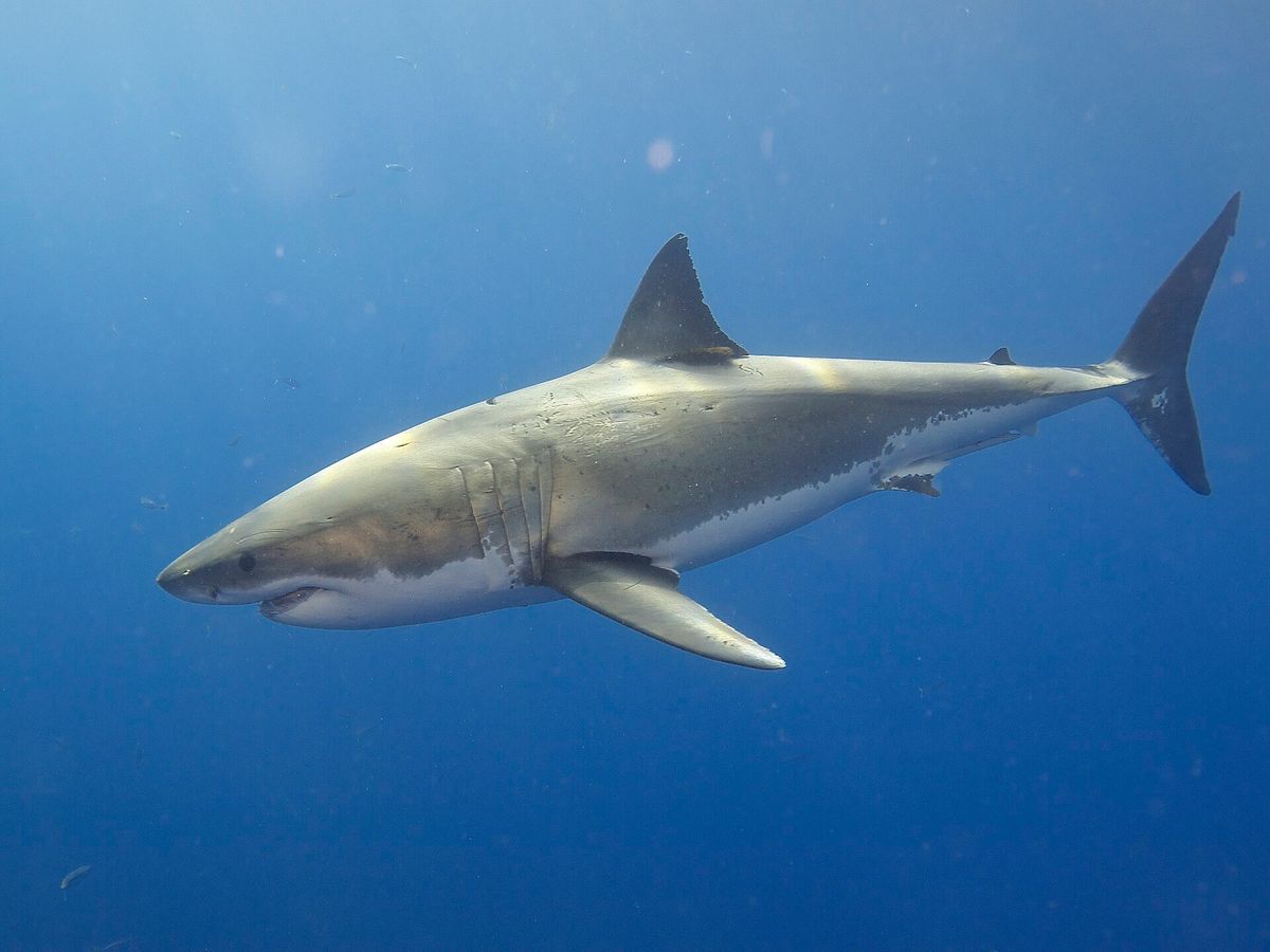 https://upload.wikimedia.org/wikipedia/commons/1/1a/Great_White_Shark_%2814914320281%29.jpg?utm_source=commons.wikimedia.org&utm_campaign=index&utm_content=original