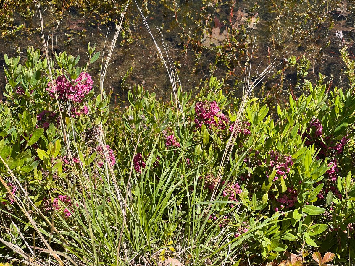 Sheep laurel (Kalmia angustifolia)