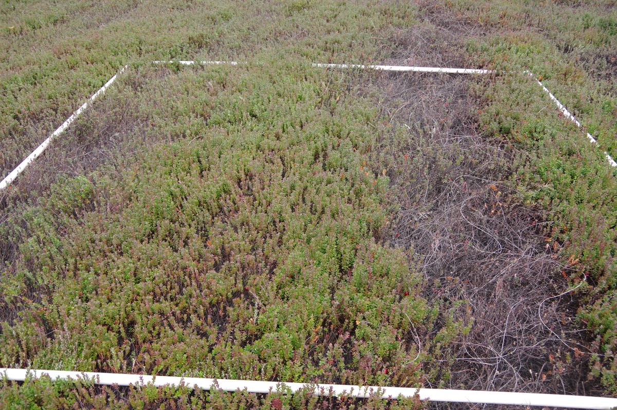 Plot 1502