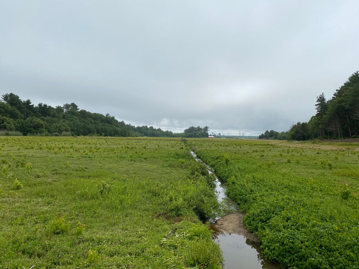 South Meadow