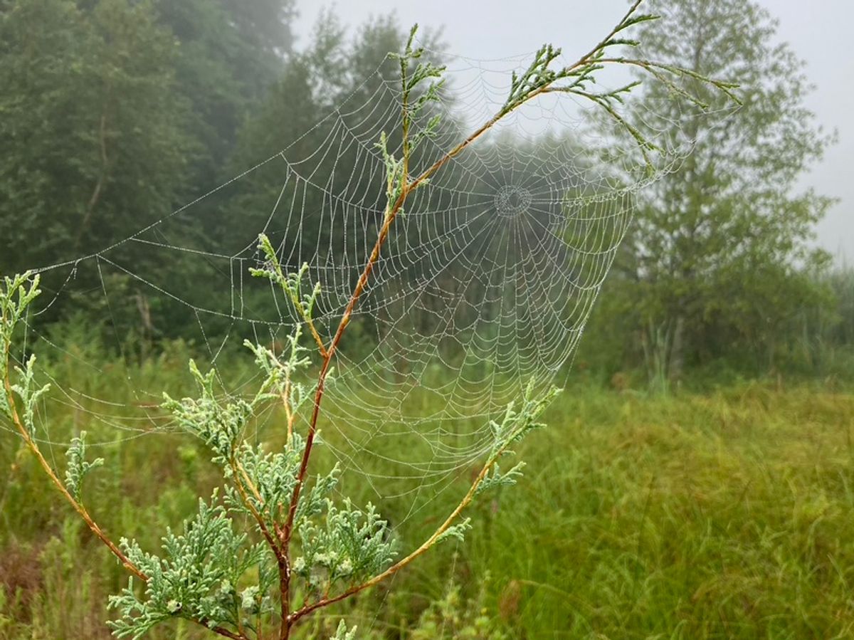 Growing Atlantic White Cedars for Wetland Restoration Sites