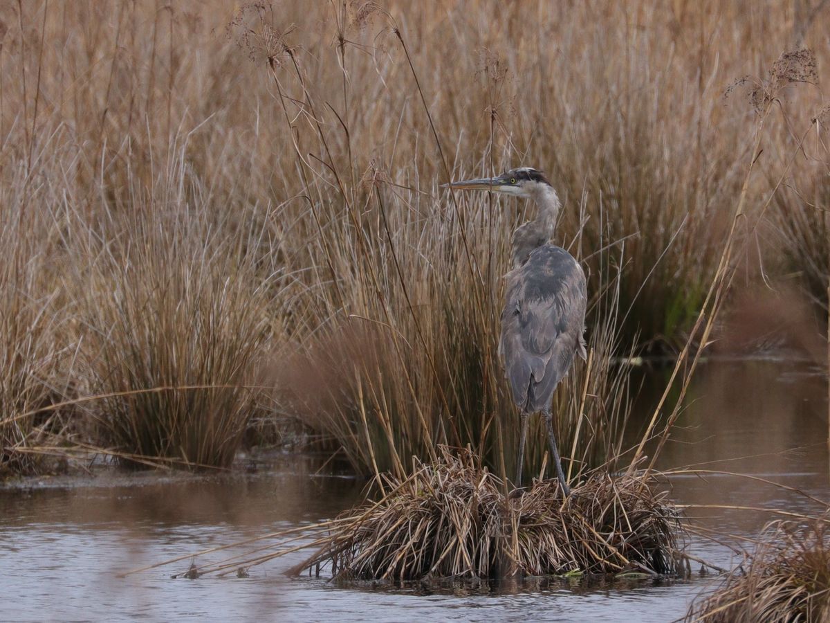 Monitoring of Wetland Restoration Properties 
