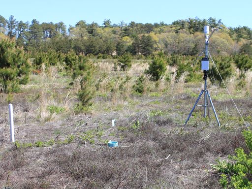 Century Bog